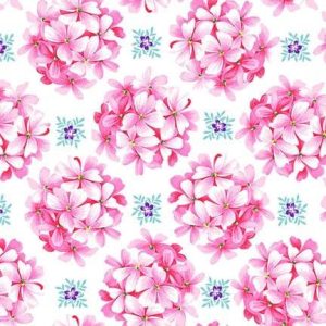 Hydrangea-White, Splendid Path